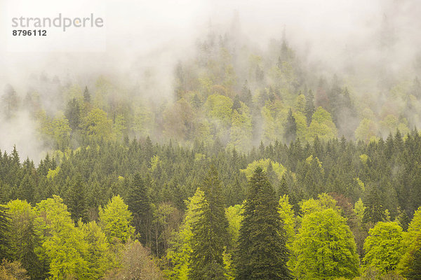 Wald bei Regenwetter  Graswangtal  Ammergauer Alpen  Oberbayern  Bayern  Deutschland