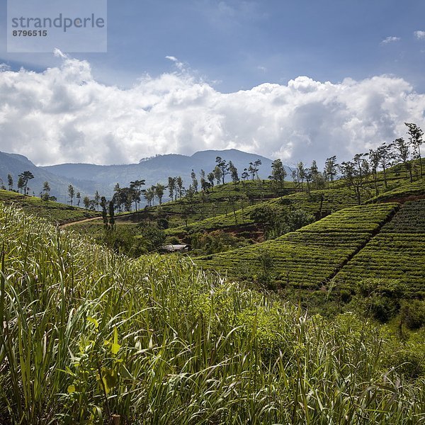 Hügel  Plantage  Asien  Sri Lanka  Tee