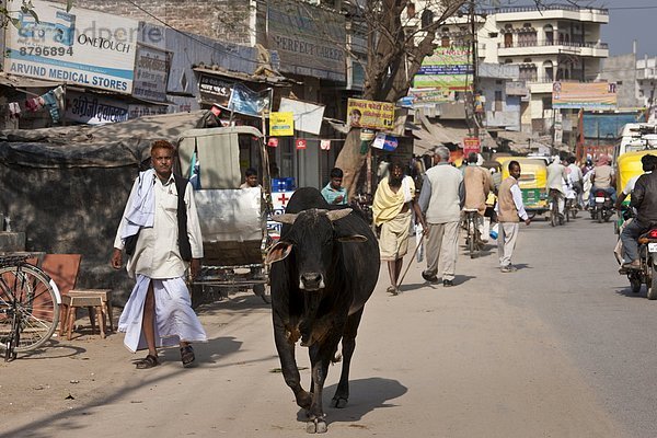 Bulle  Stier  Stiere  Bullen  nahe  Straße  vorwärts  gehen  Varanasi