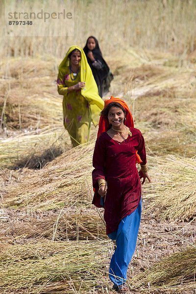 nahe  Frau  arbeiten  Landwirtschaft  Bauernhof  Hof  Höfe  Indianer  Rajasthan