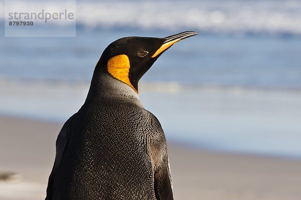 hoch  oben  nahe  König - Monarchie  Falklandinseln  Pinguin  Südamerika