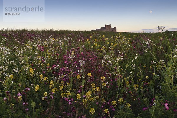 Palast  Schloß  Schlösser  Abend  Wildblume  unterhalb  England  Northumberland