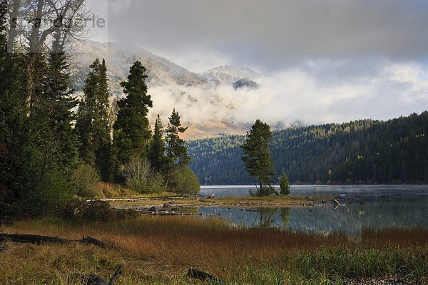 Vereinigte Staaten von Amerika  USA  Nordamerika  Kiefer  Pinus sylvestris  Kiefern  Föhren  Pinie  Wyoming