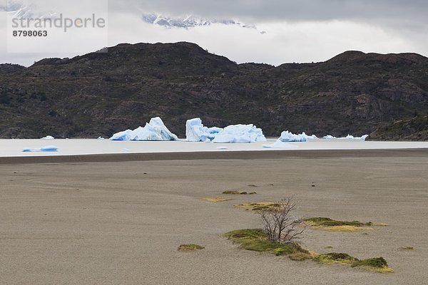 Nationalpark Strauch Einsamkeit See Chile grau Patagonien Südamerika