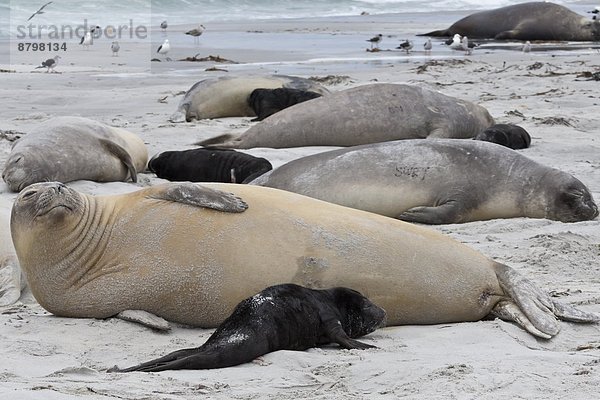 Strand Geburt Welpe Südlicher Seeelefant Mirounga leonina Falklandinseln neu Südamerika
