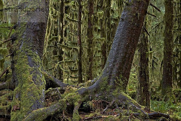 Vereinigte Staaten von Amerika  USA  bedecken  Baum  Nordamerika  Baumstamm  Stamm  UNESCO-Welterbe  Olympic Nationalpark  Moos  Regenwald