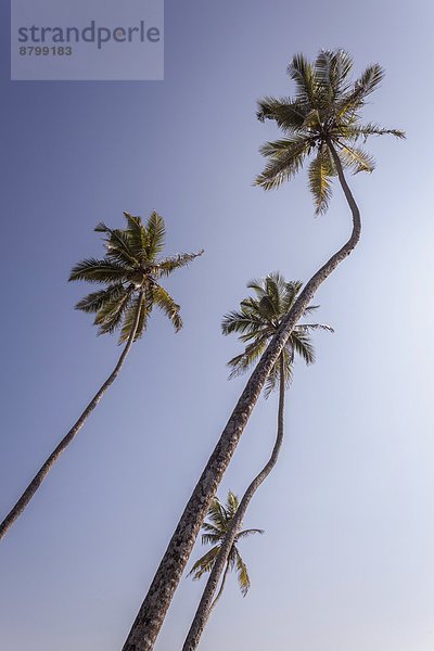 Palme  Asien  Sri Lanka