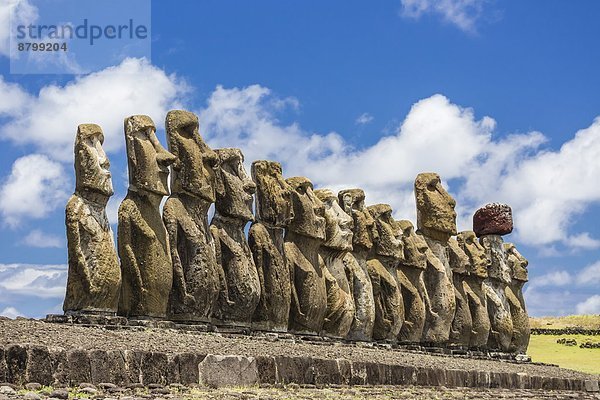 Osterinsel Rapa Nui Zeremonie reparieren Raps Brassica napus UNESCO-Welterbe Chile Moai Südamerika