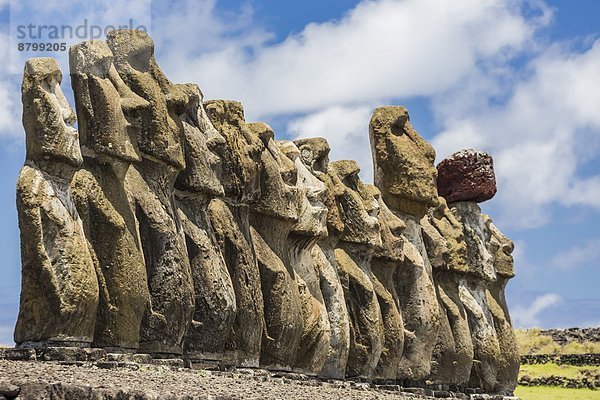 Osterinsel Rapa Nui Zeremonie reparieren Raps Brassica napus UNESCO-Welterbe Chile Moai Südamerika