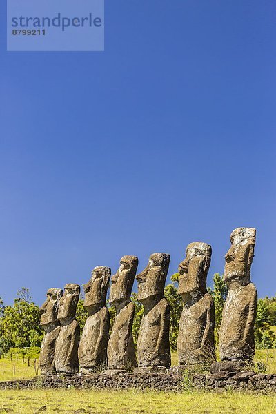 Osterinsel Rapa Nui reparieren Raps Brassica napus UNESCO-Welterbe Altar Chile Südamerika