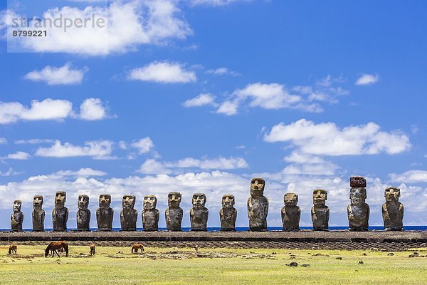 Osterinsel Rapa Nui Zeremonie reparieren Raps Brassica napus UNESCO-Welterbe Chile grasen Moai Südamerika