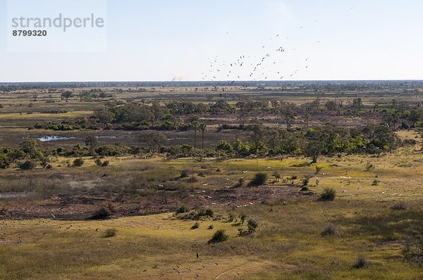 Luftbild des Okavango Delta  Botswana  Afrika