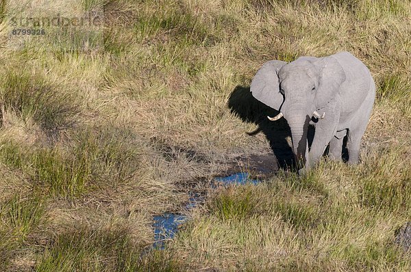Elefant  Ansicht  Luftbild  Fernsehantenne  Afrika  Botswana  Okavangodelta