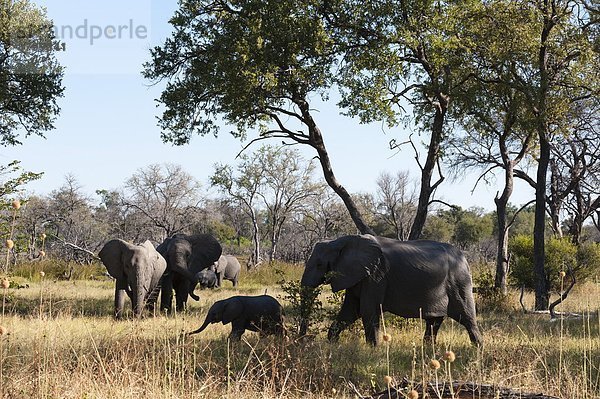 Afrika  Botswana  Okavangodelta