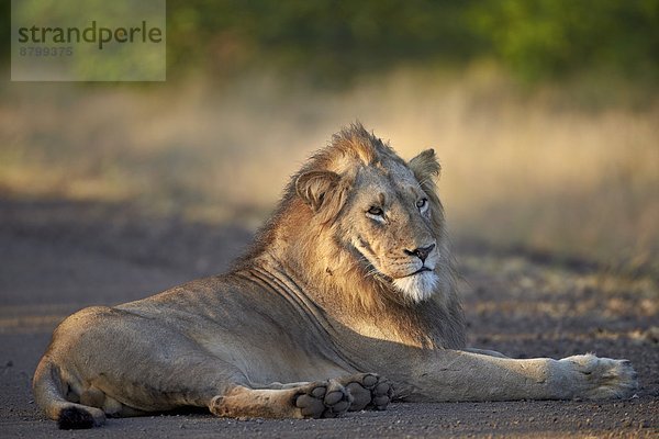 Löwe (Panthera leo)  Krüger-Nationalpark  Südafrika  Afrika