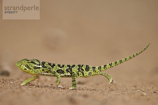 Südliches Afrika  Südafrika  Chamäleon  Chamaeleo chamaeleon  Mit den Flügeln schlagen  flattern  Flügelschlag  Kruger Nationalpark  Afrika