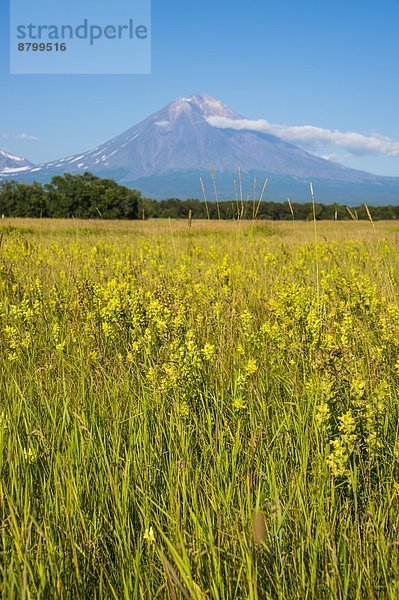 nahe  Blume  Vulkan  Feld  ungestüm  Eurasien  Russland
