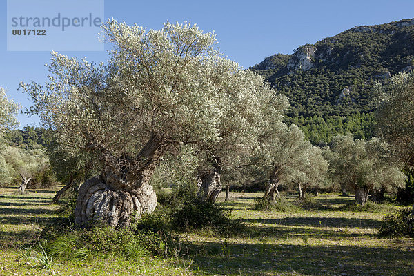 Olivenbäume (Olea europaea)  Mallorca  Balearen  Spanien