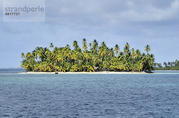 Tropische Insel mit Palmen  Cayos Los Grullos  Mamartupo  San-Blas-Inseln  Panama