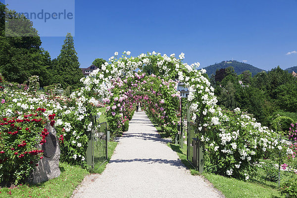 Rosenneuheitengarten auf der Beutig  Baden-Baden  Schwarzwald  Baden-Württemberg  Deutschland