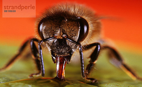 Honigbiene  Apis mellifera  sucht Nektar