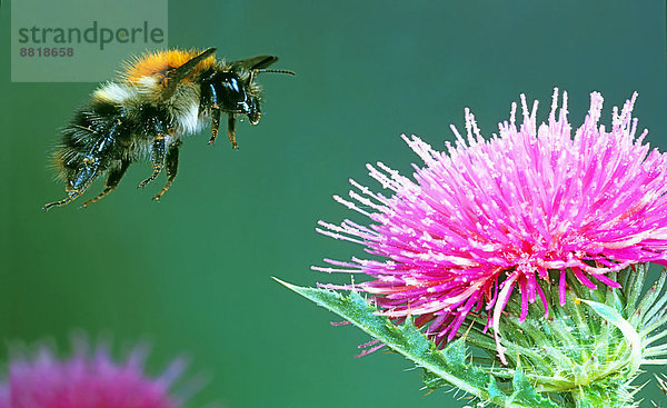 Hummel fliegt auf Distel