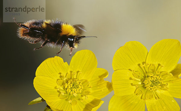 Fliegende Hummel