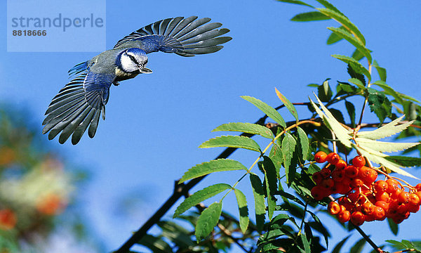 Blaumeise im Flug