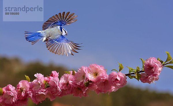 Blaumeise im Flug