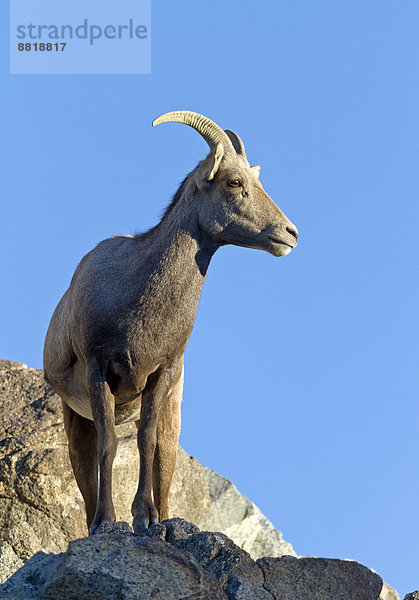 Dickhornschaf (Ovis canadensis)  Kalifornien  Vereinigte Staaten von Amerika