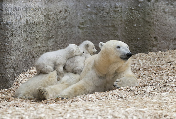 Eisbären (Ursus maritimus)  spielende Jungtiere Nela und Nobby  14 Wochen  mit Muttertier Giovanna  Tierpark Hellabrunn  München  Oberbayern  Bayern  Deutschland