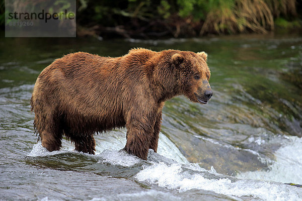 Grizzlybär (Ursus arctos horribilis)  adult  im Wasser auf Nahrungssuche  Brooks River  Brooks Falls  Katmai-Nationalpark  Alaska  USA