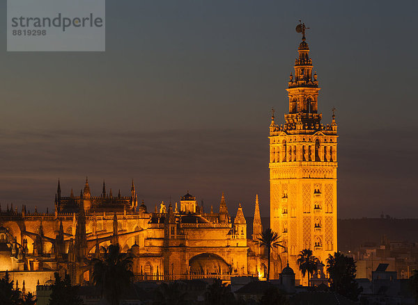 Giralda Glockenturm mit der Kathedrale von Sevilla  beleuchtet in der Abenddämmerung  Sevilla  Andalusien  Spanien