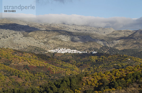 Das weiße Dorf Cartajima über dem Flusstal des Genal mit Edelkastanien (Castanea sativa) im Herbst  Sierra Bermeja  Provinz Málaga  Andalusien  Spanien
