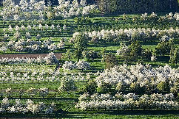 Kirschblüte  Obereggenen  Markgräflerland  Schwarzwald  Baden-Württemberg  Deutschland