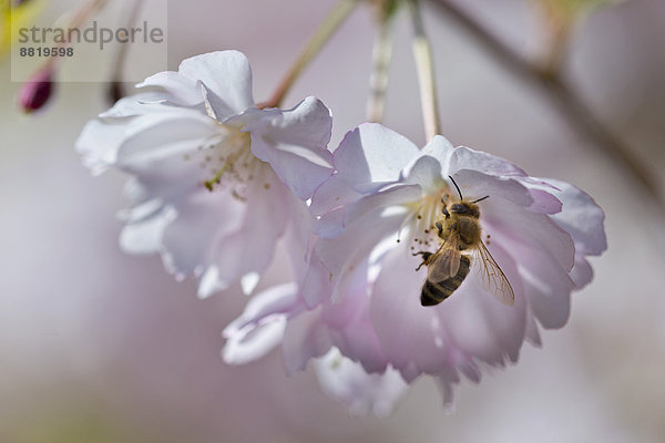 Blühende Zierkirsche (Prunus serrulata) mit Biene