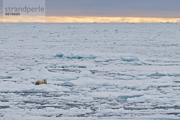 Liegender Eisbär (Ursus maritimus)  Männchen auf dem Packeis  Insel Spitzbergen  Inselgruppe Spitzbergen  Svalbard und Jan Mayen  Norwegen
