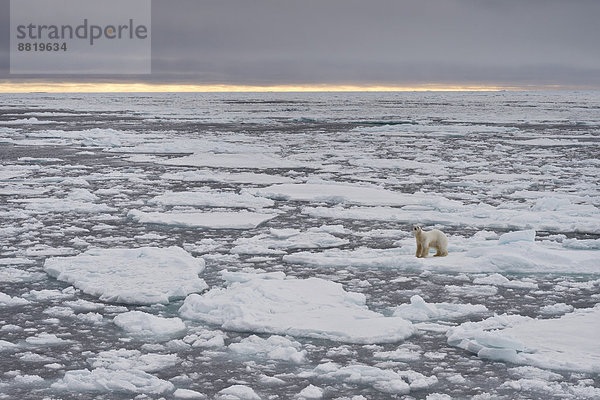 Eisbär (Ursus maritimus) im Packeis  Insel Spitzbergen  Inselgruppe Spitzbergen  Svalbard und Jan Mayen  Norwegen