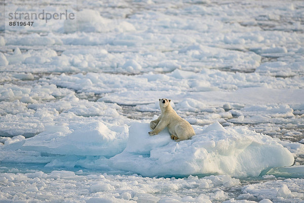 Eisbär (Ursus maritimus)  Männchen sonnt sich auf einer Eisscholle  Packeis  Insel Spitzbergen  Inselgruppe Spitzbergen  Svalbard und Jan Mayen  Norwegen