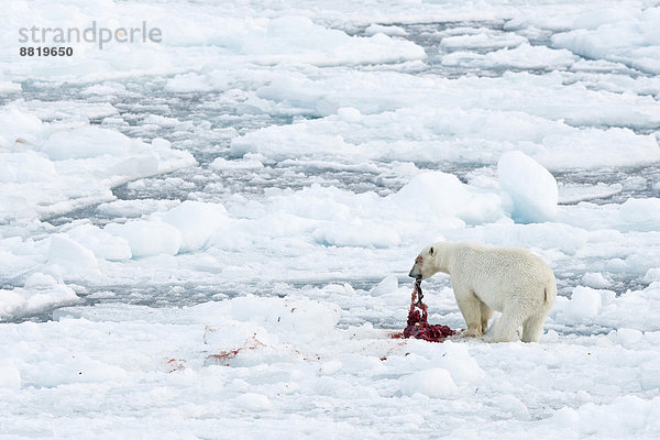 Eisbär (Ursus maritimus)  Männchen frisst von den Überresten einer erbeuteten Robbe  Packeis  Insel Spitzbergen  Inselgruppe Spitzbergen  Svalbard und Jan Mayen  Norwegen