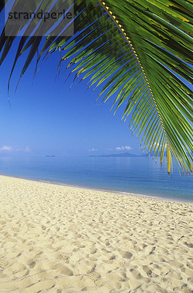 Palmenstrand  Mae Nam Beach  Insel Ko Samui  Thailand