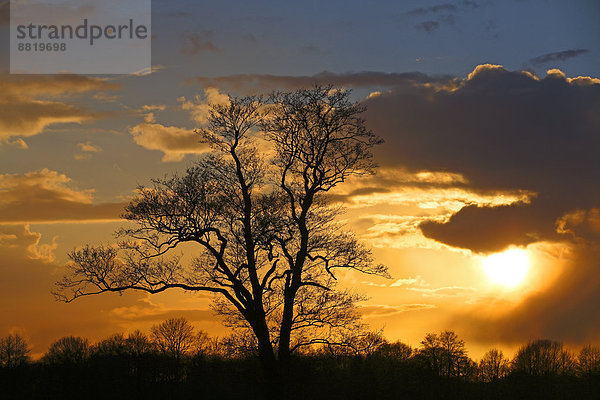 Baumsilhouette gegen Wolkenhimmel bei Sonnenuntergang  Naturschutzgebiet Oberalsterniederung  Tangstedt  Schleswig-Holstein  Deutschland