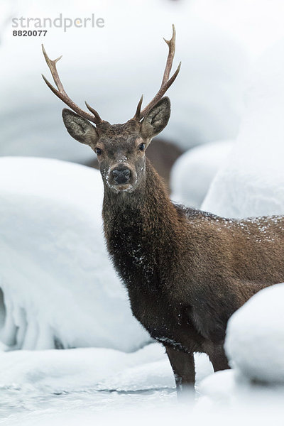 Rothirsch (Cervus elaphus)  im Winterfell  im Schnee  Stubaital  Tirol  Österreich