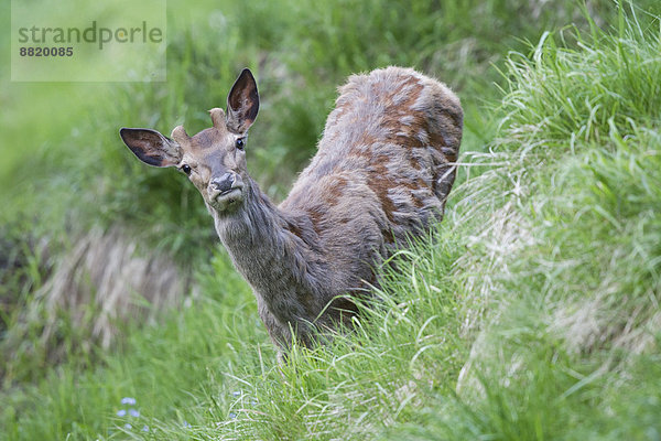 Rothirsch (Cervus elaphus)  junger Rothirsch im Bast  Fellwechsel  Stubaital  Tirol  Österreich