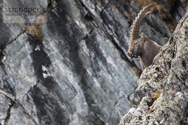 Alpensteinbock (Capra ibex)  Stubaital  Tirol  Österreich