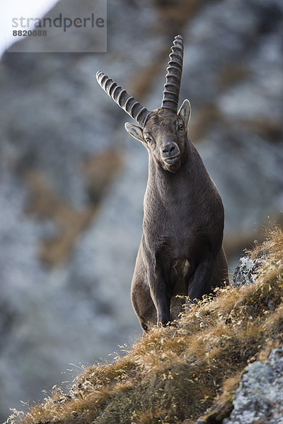 Alpensteinbock (Capra ibex)  Oberbergtal  Stubaital  Tirol  Österreich