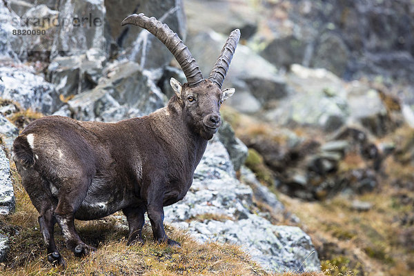 Alpensteinbock (Capra ibex)  Oberbergtal  Stubaital  Tirol  Österreich