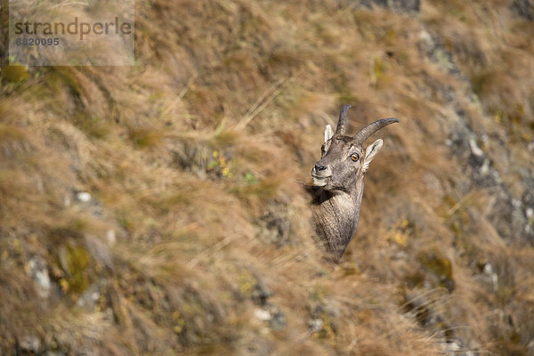 Alpensteinbock (Capra ibex)  Oberbergtal  Stubaital  Tirol  Österreich