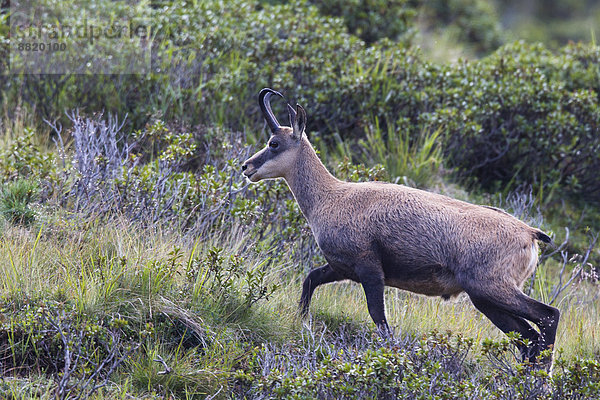 Gämse (Rupicapra rupicapra)  Stubaital  Tirol  Österreich