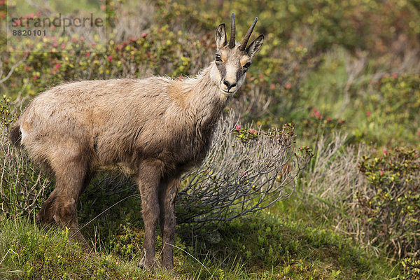 Gämse (Rupicapra rupicapra)  Stubaital  Tirol  Österreich